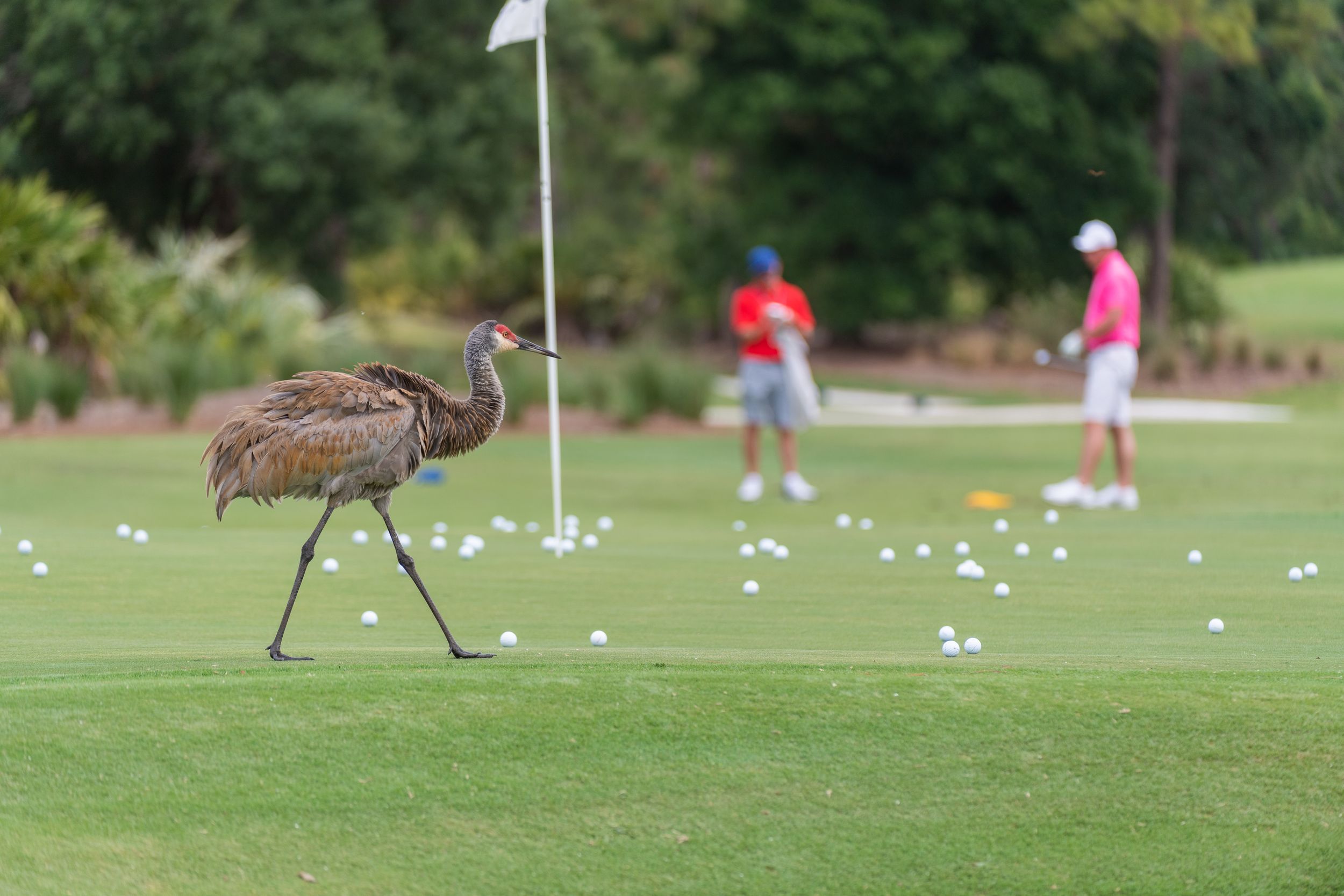 A large bird walks across a ball-littered course at the PGA Golf Club.