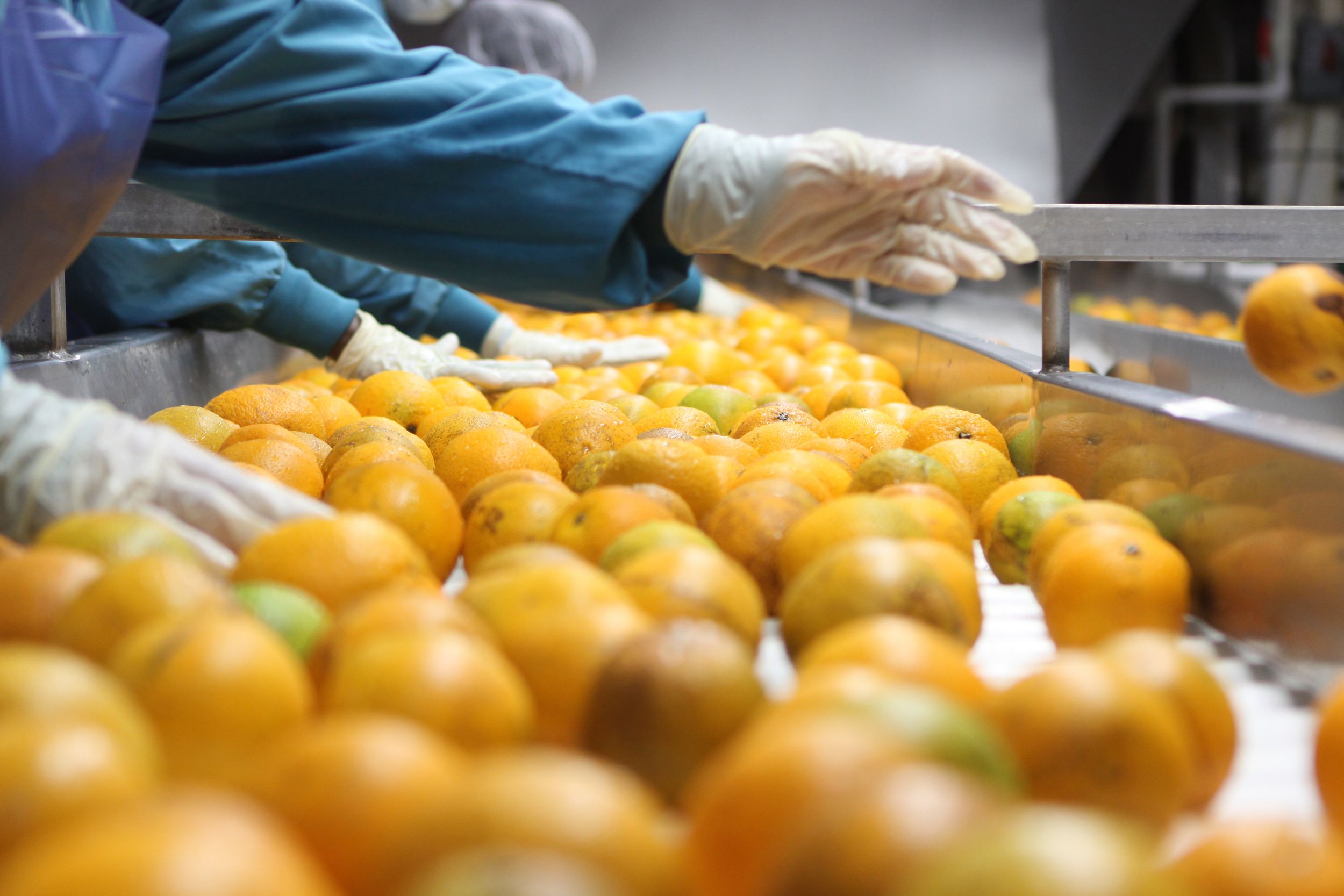 Workers sorting oranges for Natalie's.